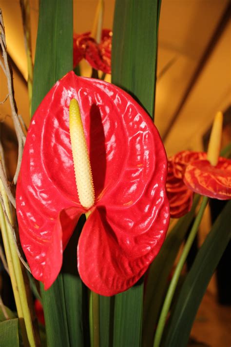Calla lily,red flower,petal,flower,lily - free image from needpix.com
