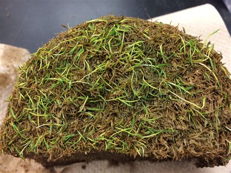 anthracnose | K-State Turf and Landscape Blog