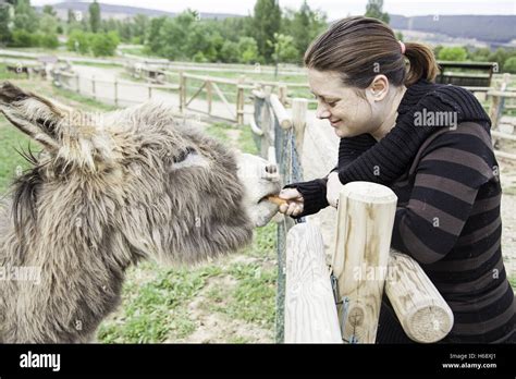 Woman Feeding Donkey Farm Animals And Nature Stock Photo Alamy