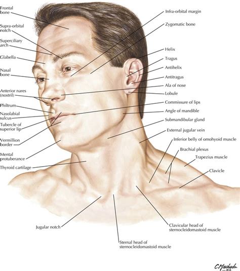 1 Head And Neck Basicmedical Key