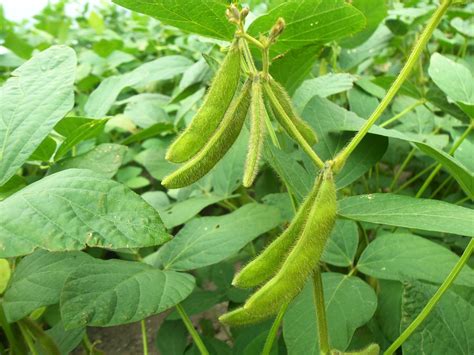 Free Soybean Soy Images Pixabay