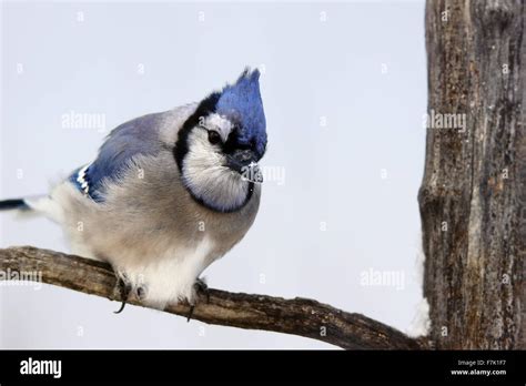 Blue Jay On Branch Stock Photo Alamy