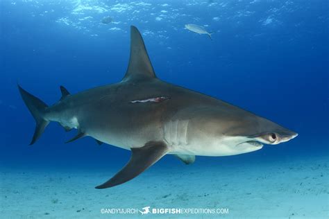 great hammerhead diving   big fish expeditions