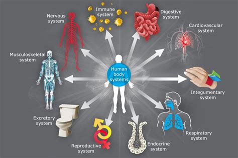 The 11 Body Systems – Description | Body systems, Human body systems, Excretory system