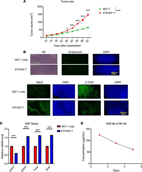 The In Vivo Effects Of Endotrophin Overexpressing Mcf 7 Cells A Download Scientific Diagram