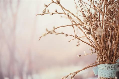 Premium Photo Pussy Willow Willow Branches Bloom Spring Concept Easter Holiday Background