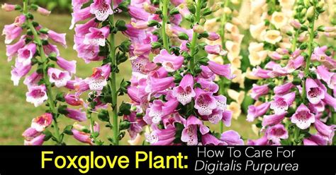 Foxglove Care: How To Grow The Digitalis Purpurea Plant