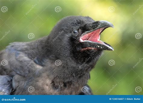 Raven with open beak stock image. Image of corvus, head - 124516607