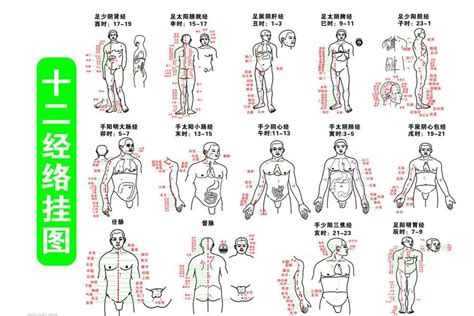 任督二脉与十二经脉在人体中究竟发挥着什么作用呢？ 知乎