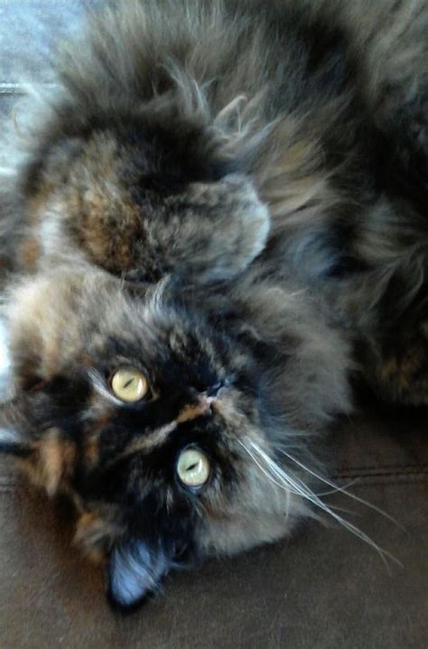 Pin on Maine Coon