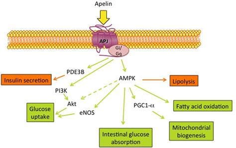 Frontiers Apelin And Energy Metabolism