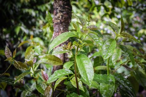 Guayusa Leaf - Botanic Elevation