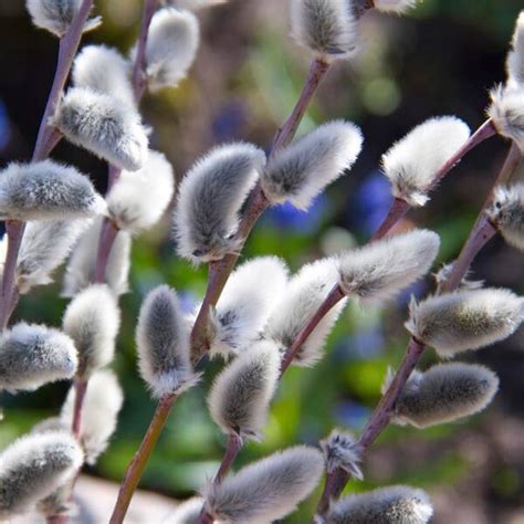 Gray Pussy Willow Cutting Salix Discolor Live Plant Cuttings No Roots