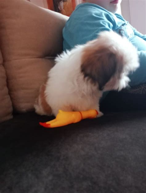 Shih tzu piesek z metryką Słubice OLX pl