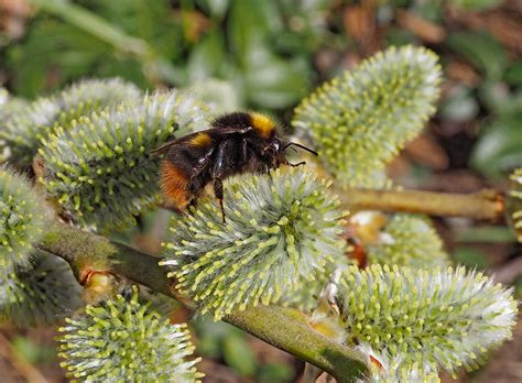Čmelák luční Bombus pratorum | Blanokřídlí v Praze