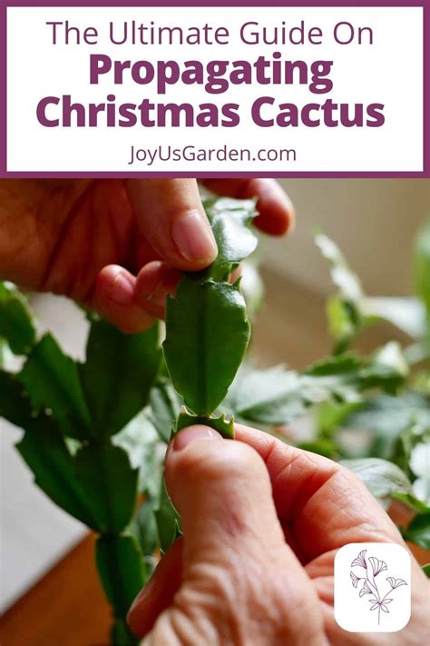 How to Propagate Christmas Cactus by Stem Cuttings