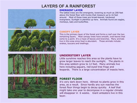 17. Forests- Our Lifeline by Dilip Kumar Chandra | PPT