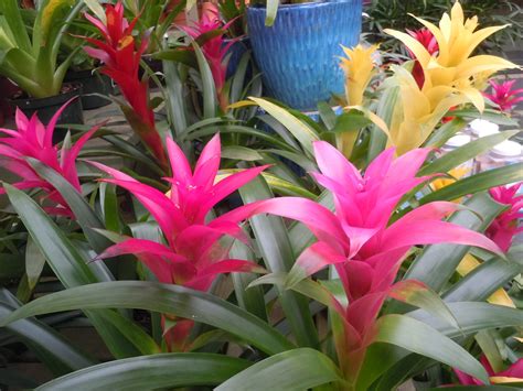 Bromeliad – Care | Walter Reeves: The Georgia Gardener