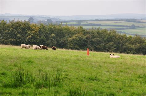 West Somerset Grassy Field Sheep Lewis Clarke Geograph Britain