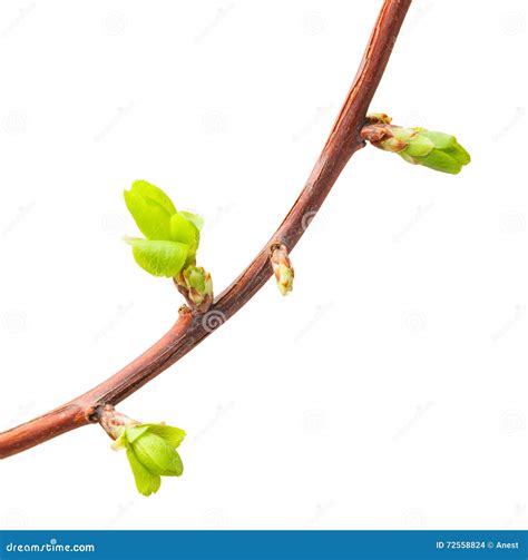 Crooked Twig With Buds Stock Photo Image Of Little Macro 72558824