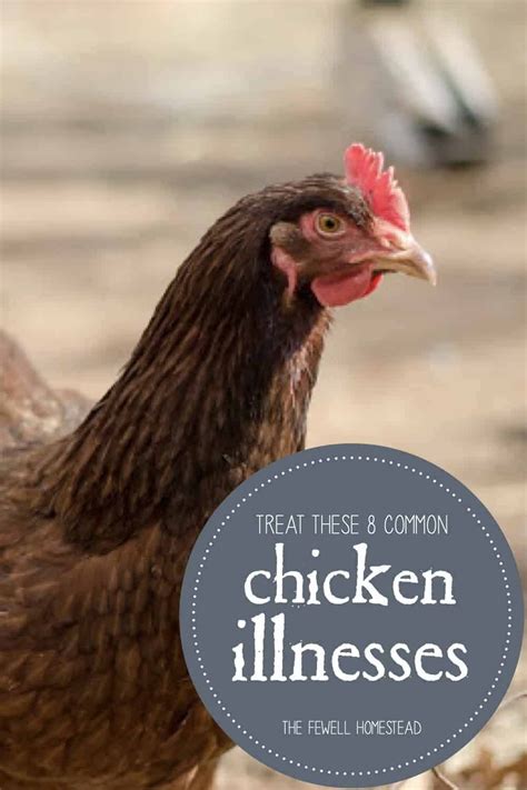 8 Common Chicken Illnesses And How To Treat Them Amy K Fewell