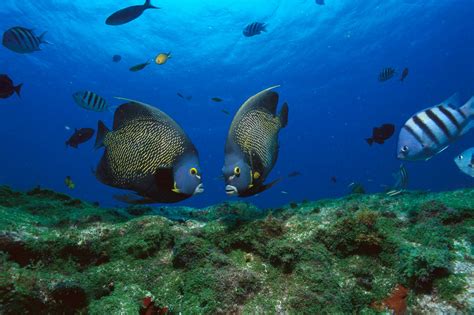 🔥 49 Tropical Fish Wallpapers Wallpapersafari