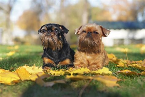 Brussels Griffon Dog Breed Health and Care | PetMD