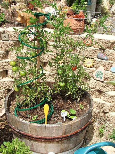 Early Girl Tomato Plant In A Wine Barrel Veggie Garden Edible Garden Plants