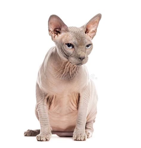 Naked Cut Away Stock Photos Free Royalty Free Stock Photos From