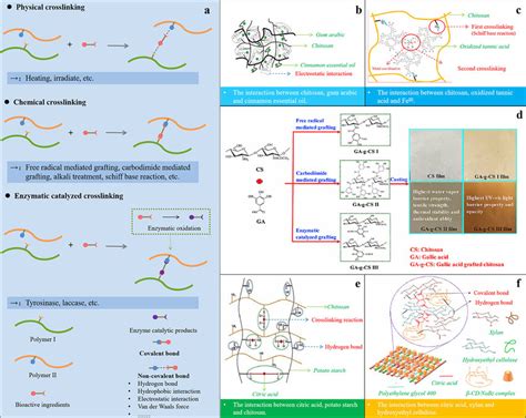 Schematic Diagram Of The Interaction Between Different Bioactive