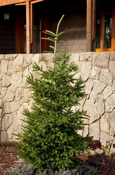 Picea orientalis 'Atrovirens' - Kiefer Nursery: Trees, Shrubs, Perennials