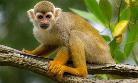 monkeys  clever  adaptable animals