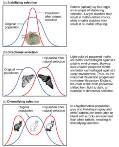 Selective and Environmental Pressures | Biology for Majors I