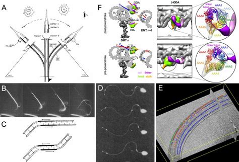 Microtubule sliding during axonemal bending. (A) The sliding ...