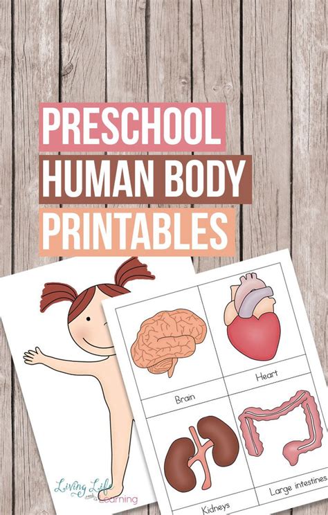 Preschool Human Body Printables Human Body Printables Body Preschool