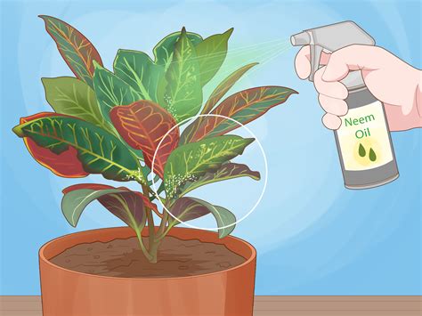 Croton Petra Care Instructions at Cynthia Burris blog