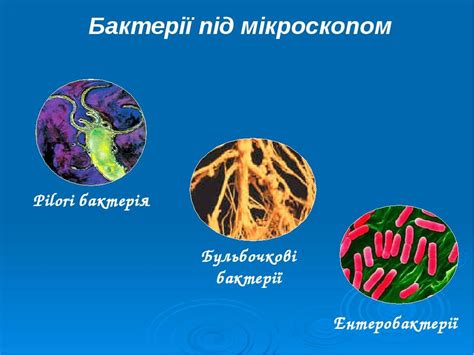 Презентація уроку на тему Бактерії Презентація Біологія