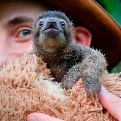 baby  toed sloth