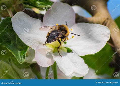 Honey Bee, Pollination Process Stock Photo - Image of eyes, farm: 169763120