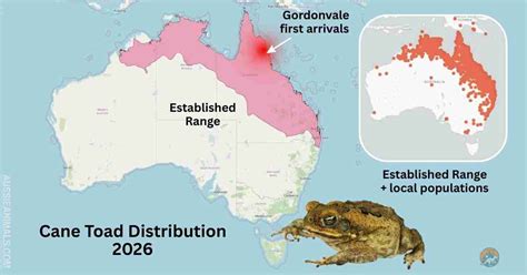 cane toad  australia invasion guide
