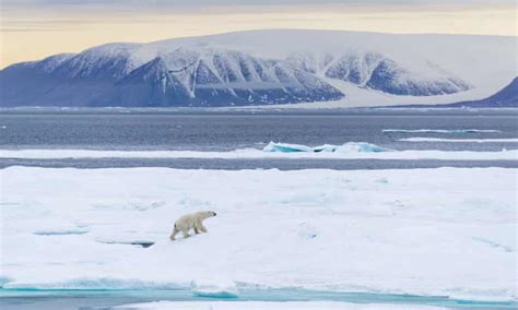 Polar bears face starvation as unlikely to adapt to a land-based diet ...