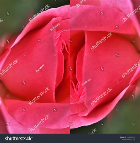 Sex Pussy Vulva Clitoris Vagina Orgasm Foto Stok Shutterstock