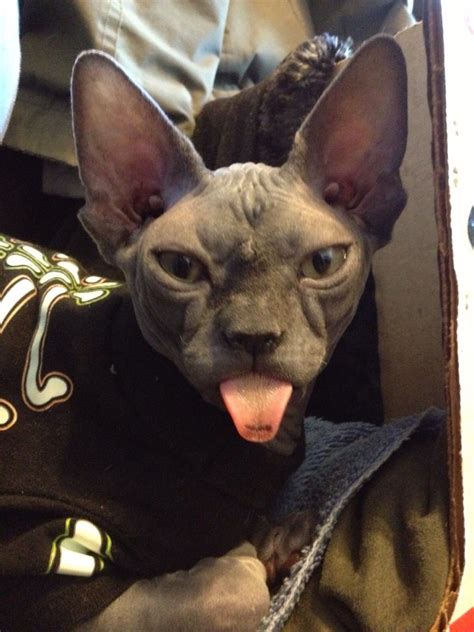 Naked Cats Ideas To Save Today Cats Hairless Cat Sphynx Cat And More