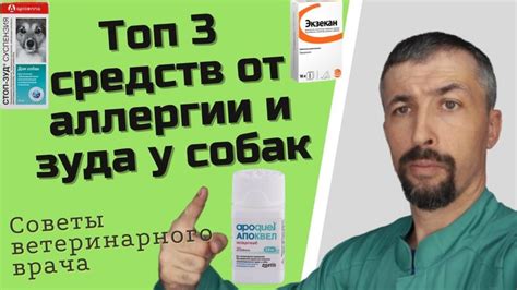 Средства от аллергии у собак em 2024