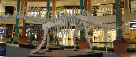 Image - Amargasaurus skeleton.jpg | Dinosaur King | FANDOM powered by Wikia