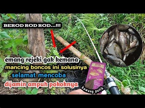 WADIDOW Mancing Pakai Tekhnik Umpan Jadi Gacor Ini Dia Solusinya