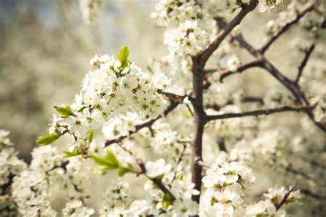 1920x1080 wallpaper | white cluster flowers | Peakpx