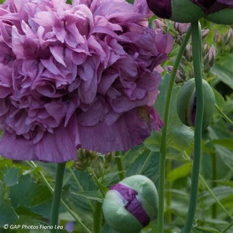 Papaver Somniferum Purple Peony Pavot Somnif Re Pavot Annuel Des