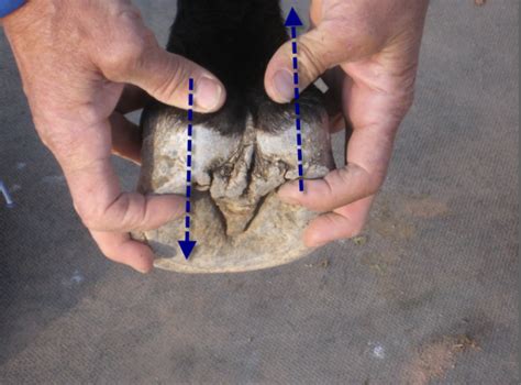 The Caudal Foot Cattle Hoof Trimming In Wisconsin Bovine Hoof