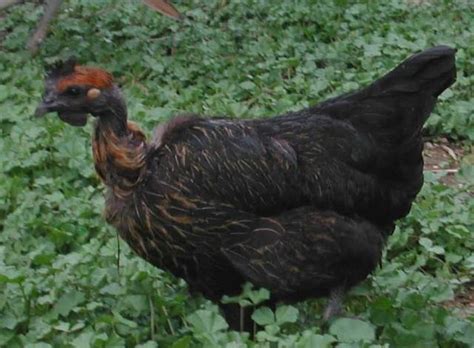 Naked Neck Turken Thread Page Backyard Chickens